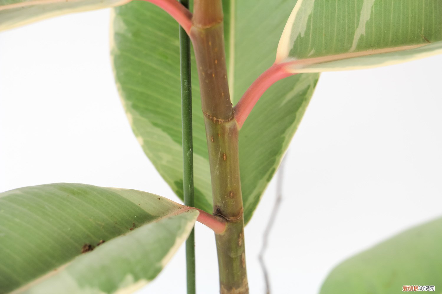 橡皮树叶子黄怎么回事 橡皮树叶子发黄怎么办