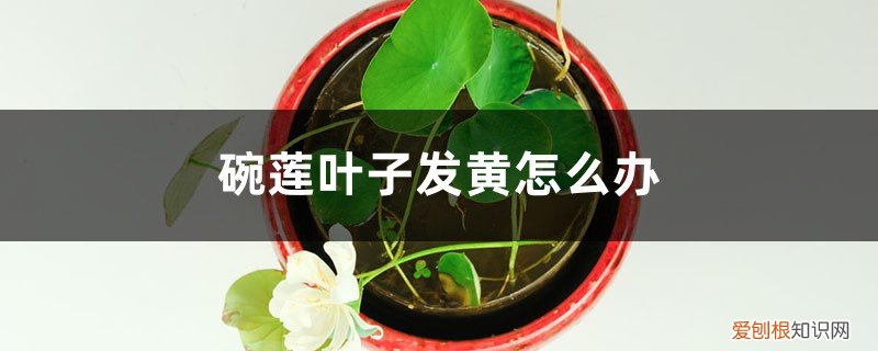 碗莲叶子变黄发黑 碗莲叶子发黄怎么办