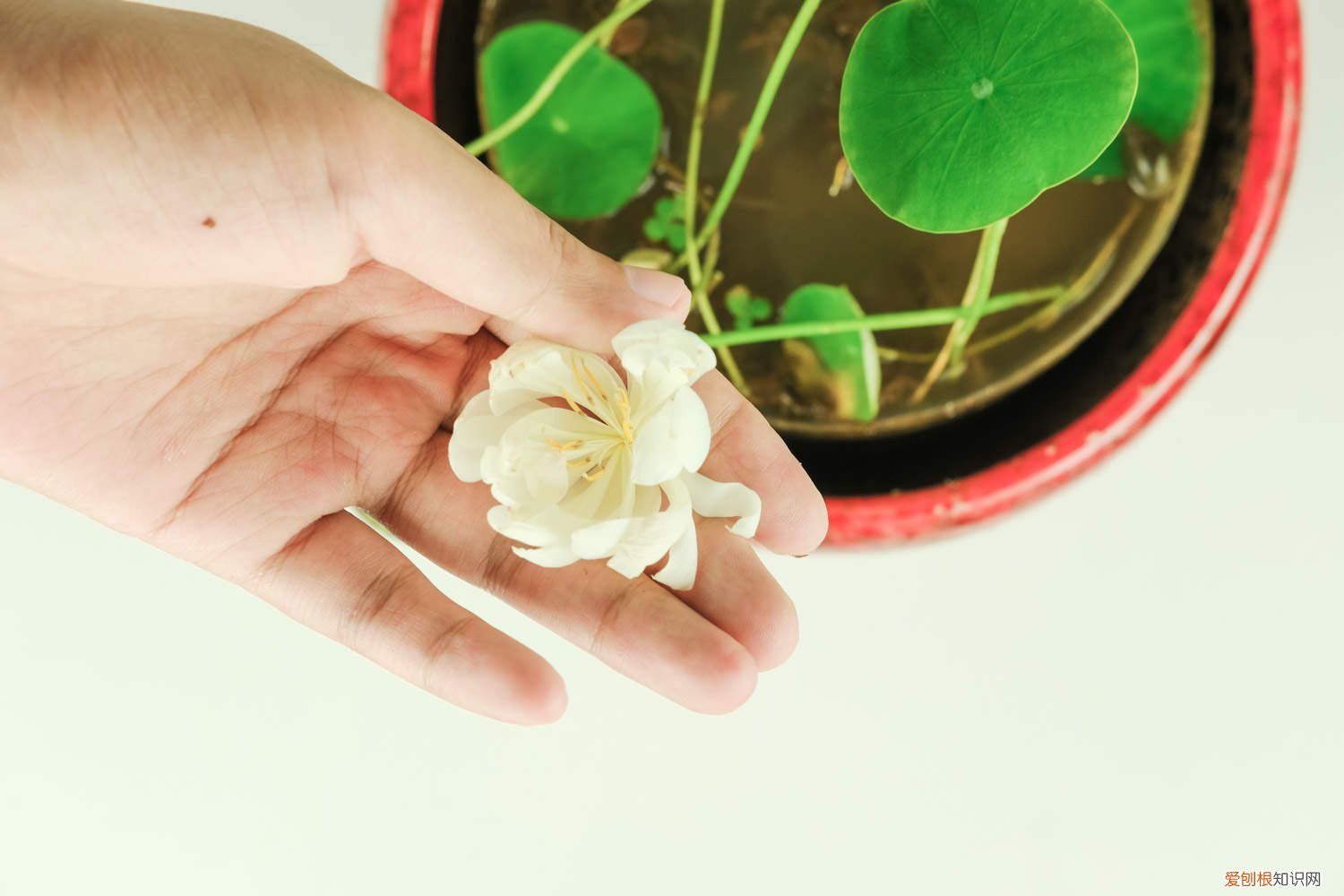 碗莲叶子变黄发黑 碗莲叶子发黄怎么办