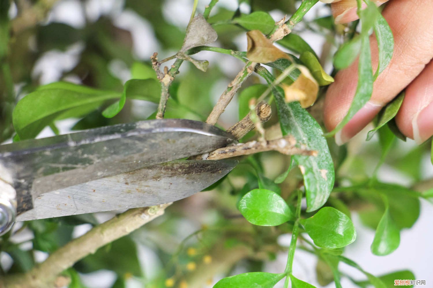 米兰叶子发黄怎么办呢 米兰叶子发黄怎么办