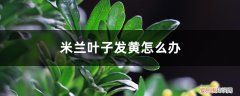 米兰叶子发黄怎么办呢 米兰叶子发黄怎么办