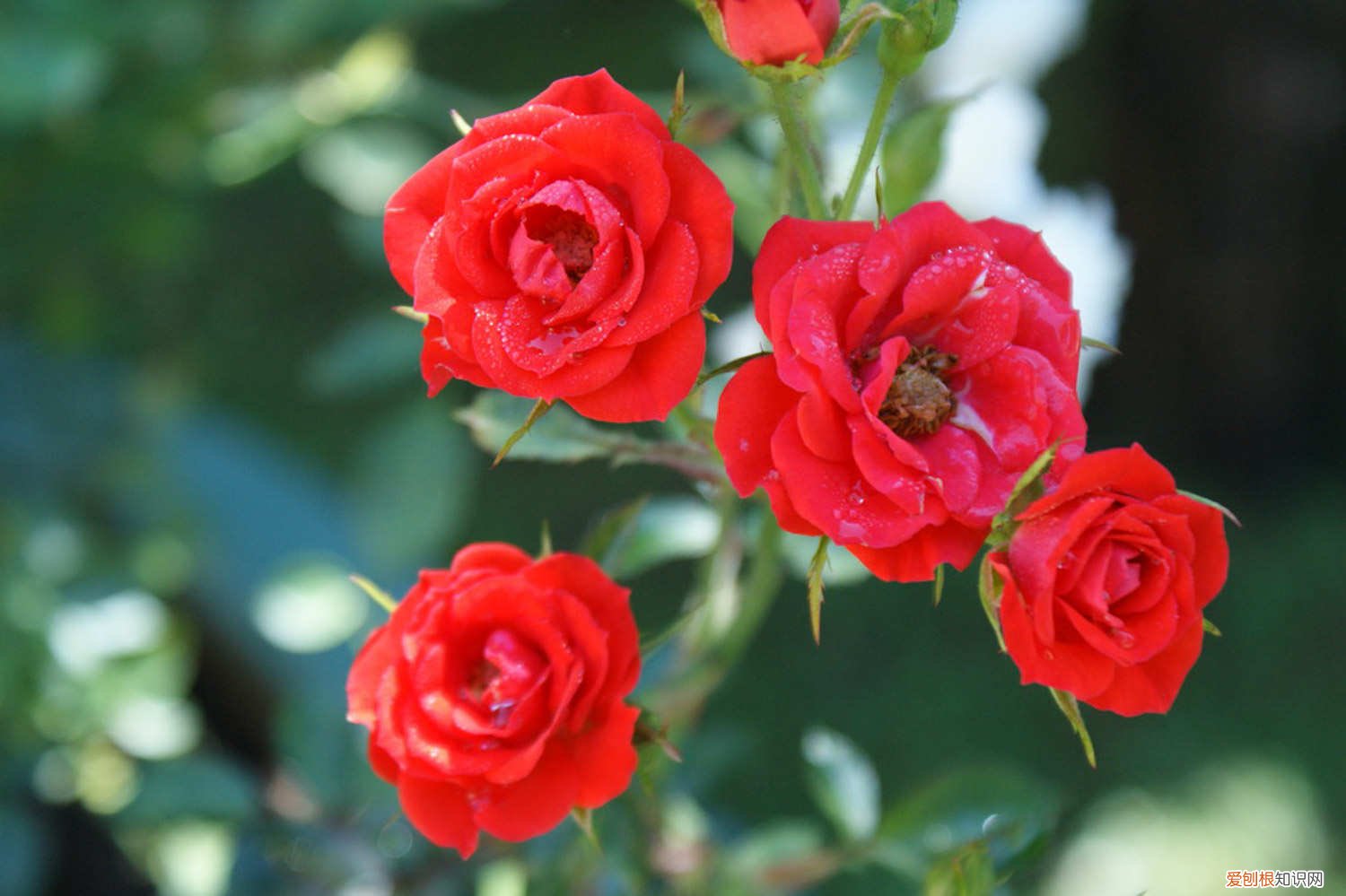 月季叶子黄了怎么办? 月季叶子发黄怎么办