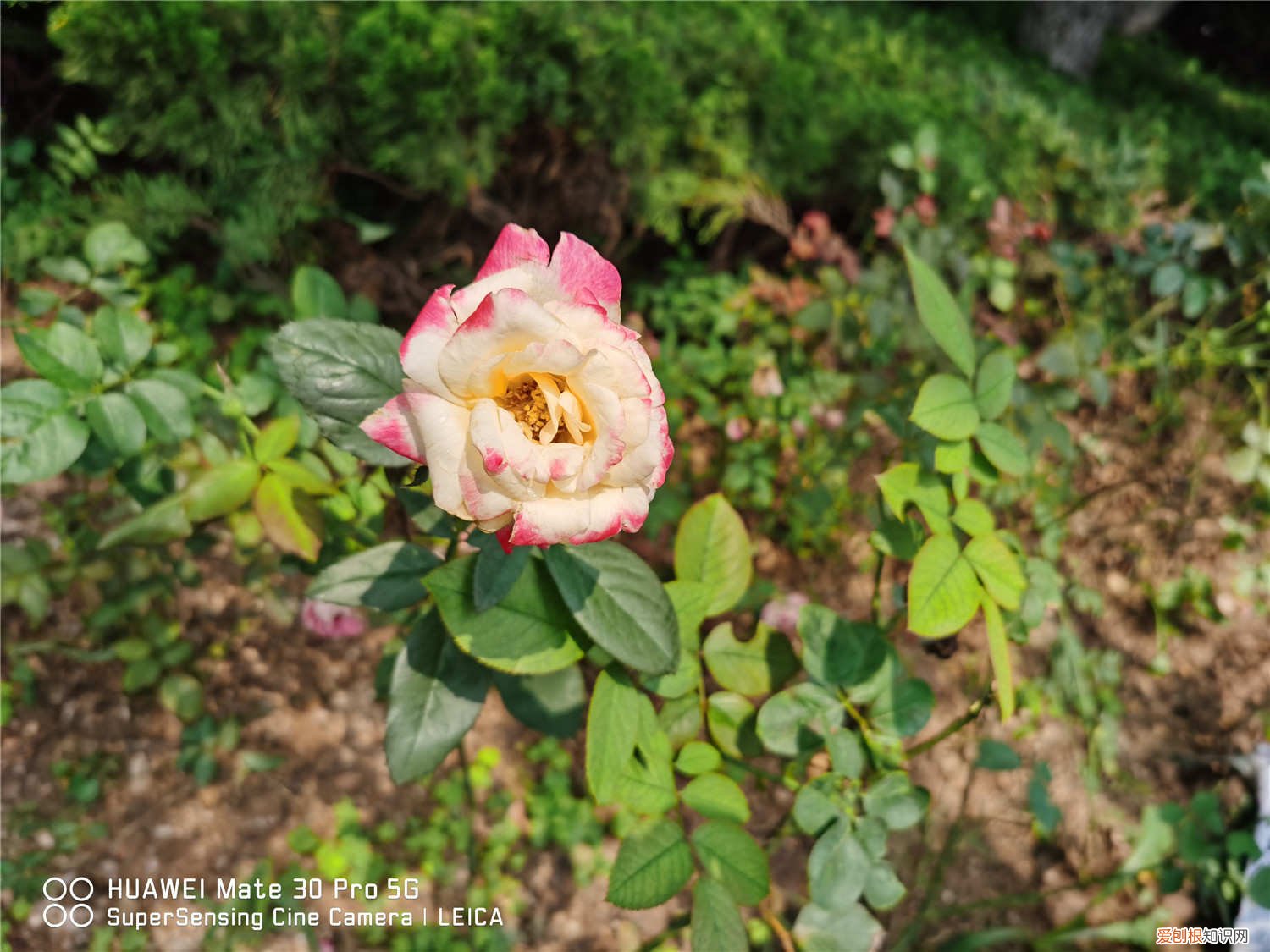 月季叶子黄了怎么办? 月季叶子发黄怎么办