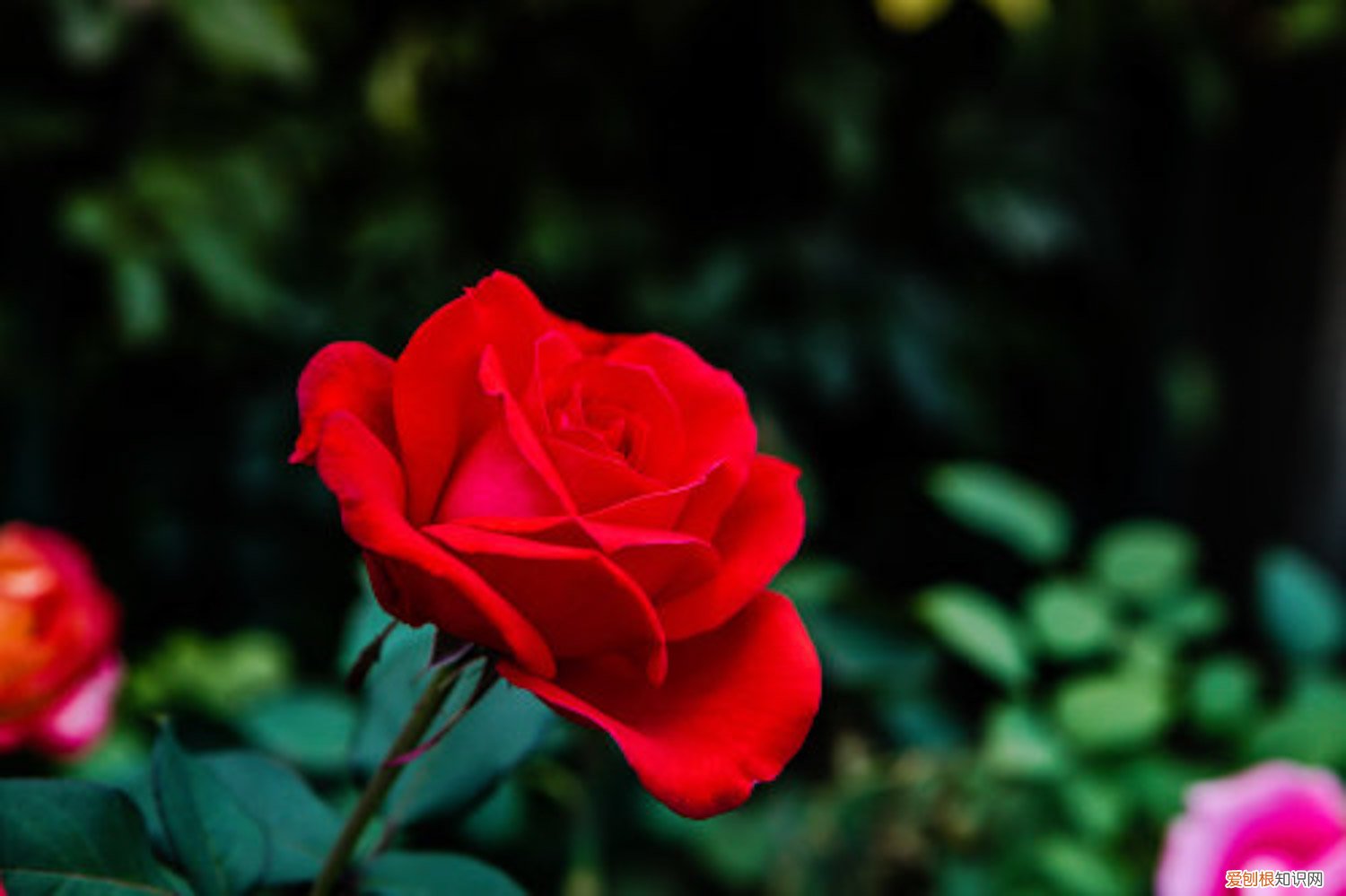 月季叶子黄了怎么办? 月季叶子发黄怎么办