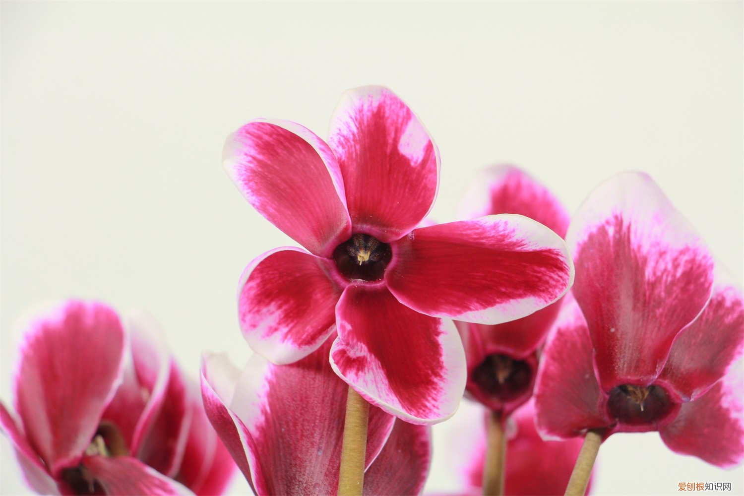 仙客来叶子黄怎么处理 仙客来叶子发黄怎么办