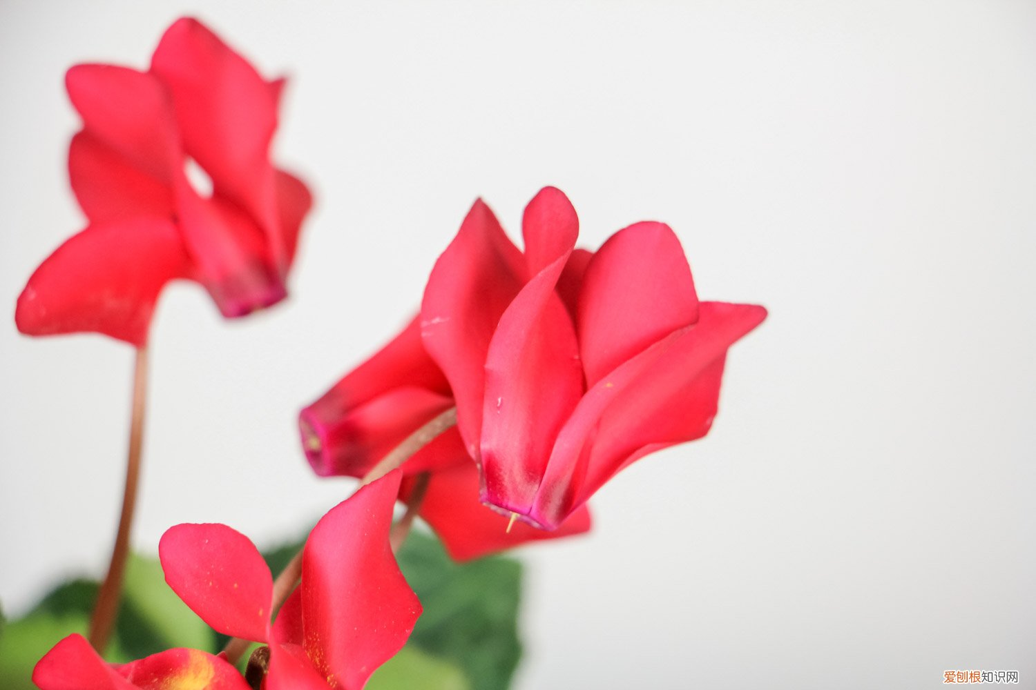 仙客来叶子黄怎么处理 仙客来叶子发黄怎么办