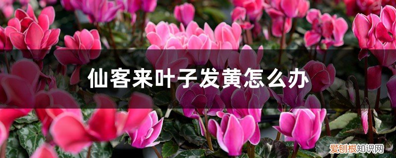 仙客来叶子黄怎么处理 仙客来叶子发黄怎么办