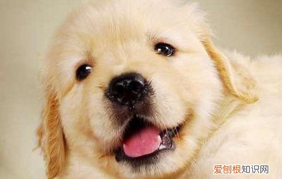 金毛不能吃的蔬菜 金毛不能吃的蔬菜有哪些