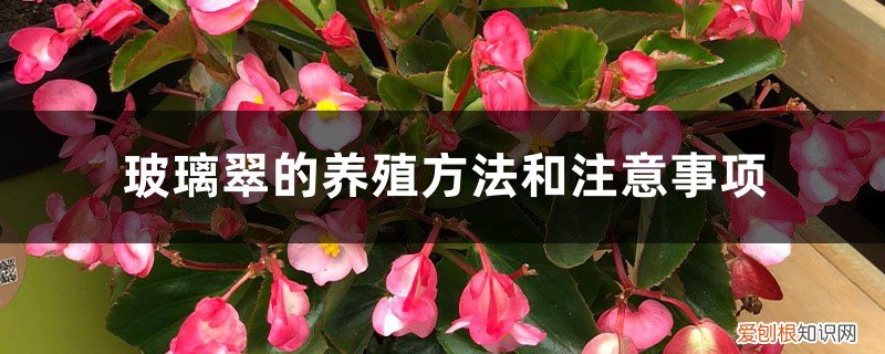 玻璃翠的养殖方法和注意事项图片 玻璃翠的养殖方法和注意事项