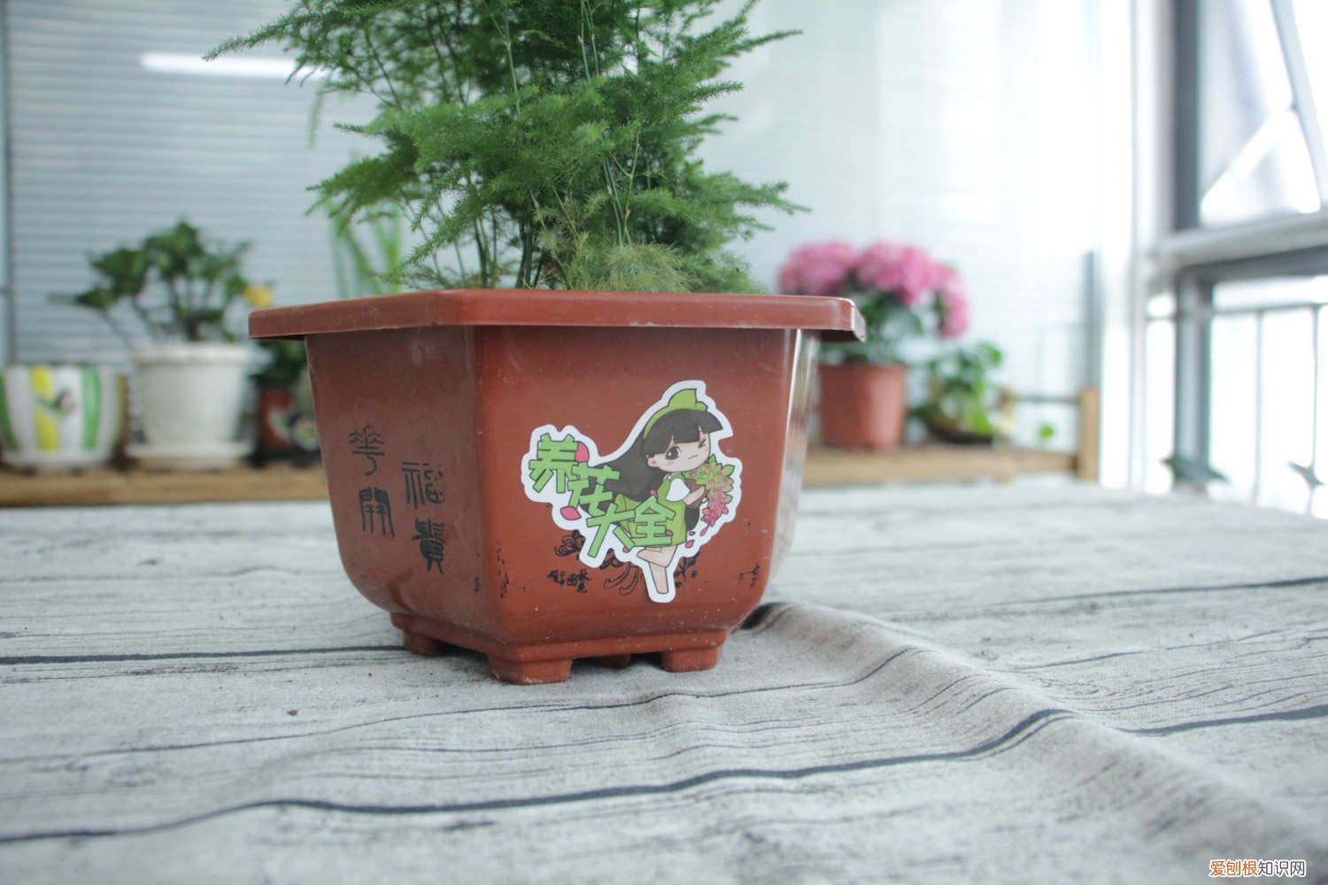 新买的文竹叶子发黄怎么办 文竹叶子发黄怎么办