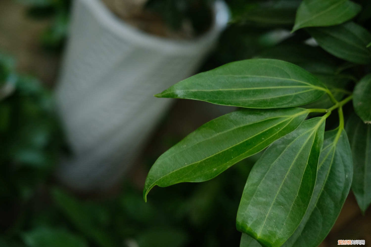 平安树叶子发黄什么原因怎么处理 平安树叶子发黄怎么办