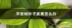 平安树叶子发黄什么原因怎么处理 平安树叶子发黄怎么办