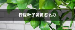 柠檬叶子发黄怎么办? 柠檬叶子发黄怎么办