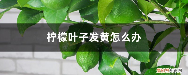 柠檬叶子发黄怎么办? 柠檬叶子发黄怎么办