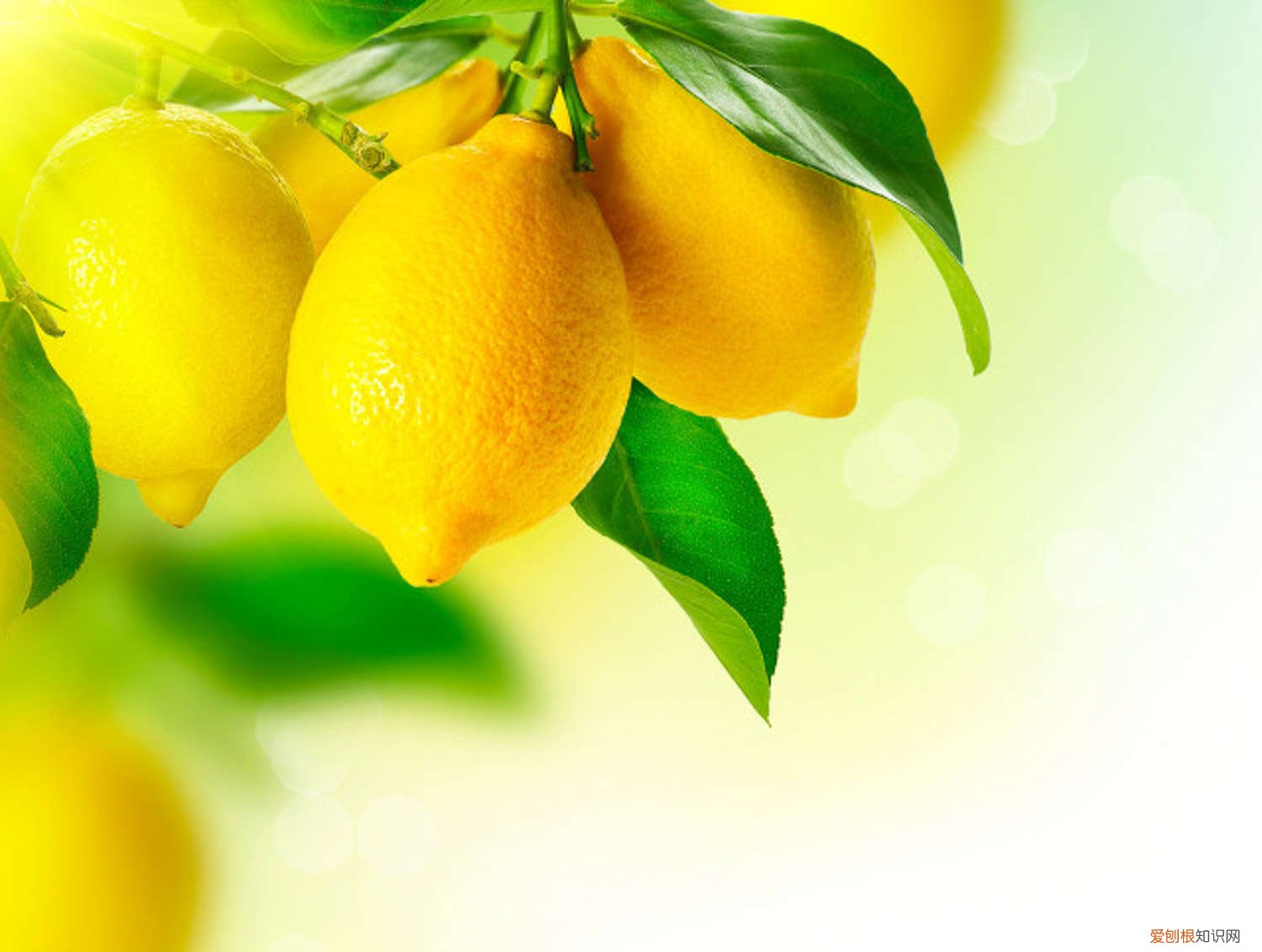 柠檬叶子发黄怎么办? 柠檬叶子发黄怎么办