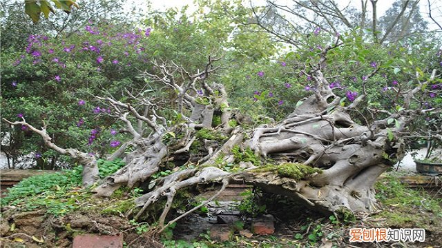 红运当头叶子变黄了怎么办 转运树叶子发黄怎么办