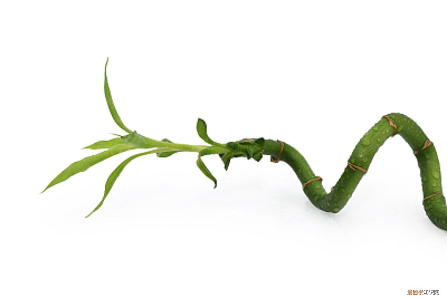 刚买回来的富贵竹叶子发黄怎么办 富贵竹叶子发黄怎么办