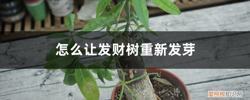 发财树怎么能发芽 怎么让发财树重新发芽,发芽后怎么培育