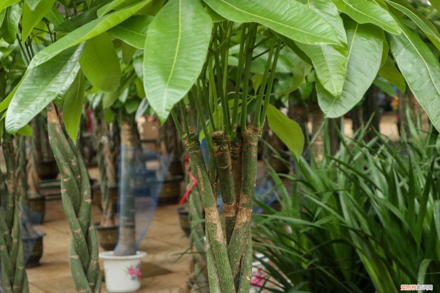 发财树怎么能发芽 怎么让发财树重新发芽,发芽后怎么培育