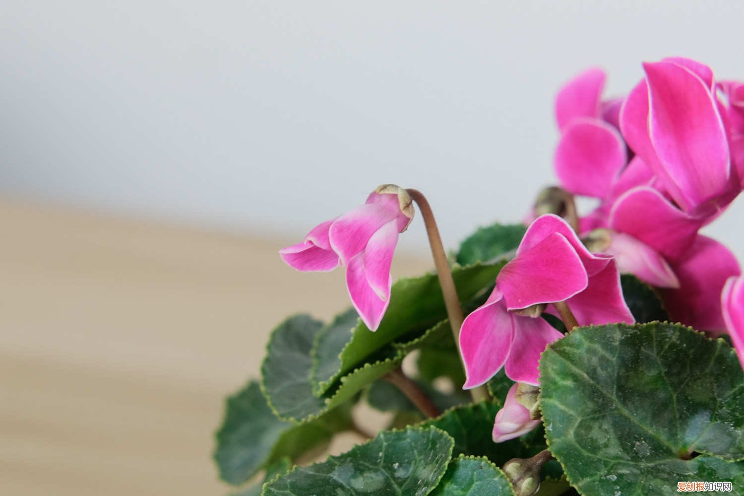 仙客来开花之后如何处理 怎么让仙客来开花不断,开花后怎么处理