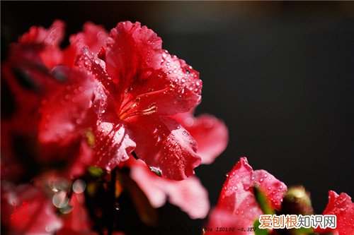 杜鹃花图片及养殖 养好杜鹃花要怎么做