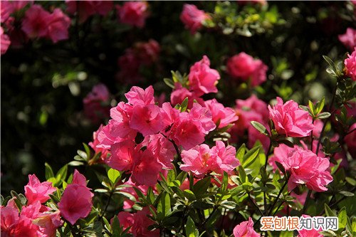 杜鹃花图片及养殖 养好杜鹃花要怎么做