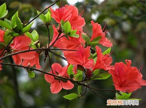 杜鹃花图片及养殖 养好杜鹃花要怎么做