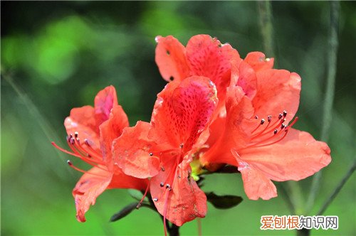 杜鹃花图片及养殖 养好杜鹃花要怎么做