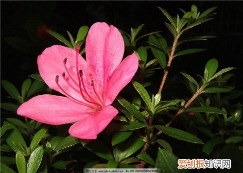 杜鹃花图片及养殖 养好杜鹃花要怎么做