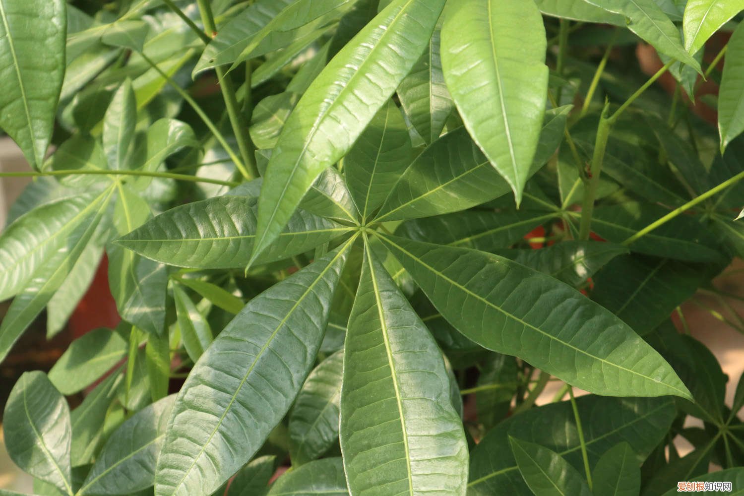 发财树叶子发黄怎么办?春天 发财树叶子发黄怎么办