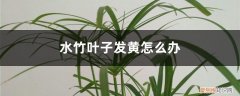 水竹发黄的叶子怎么处理 水竹叶子发黄怎么办