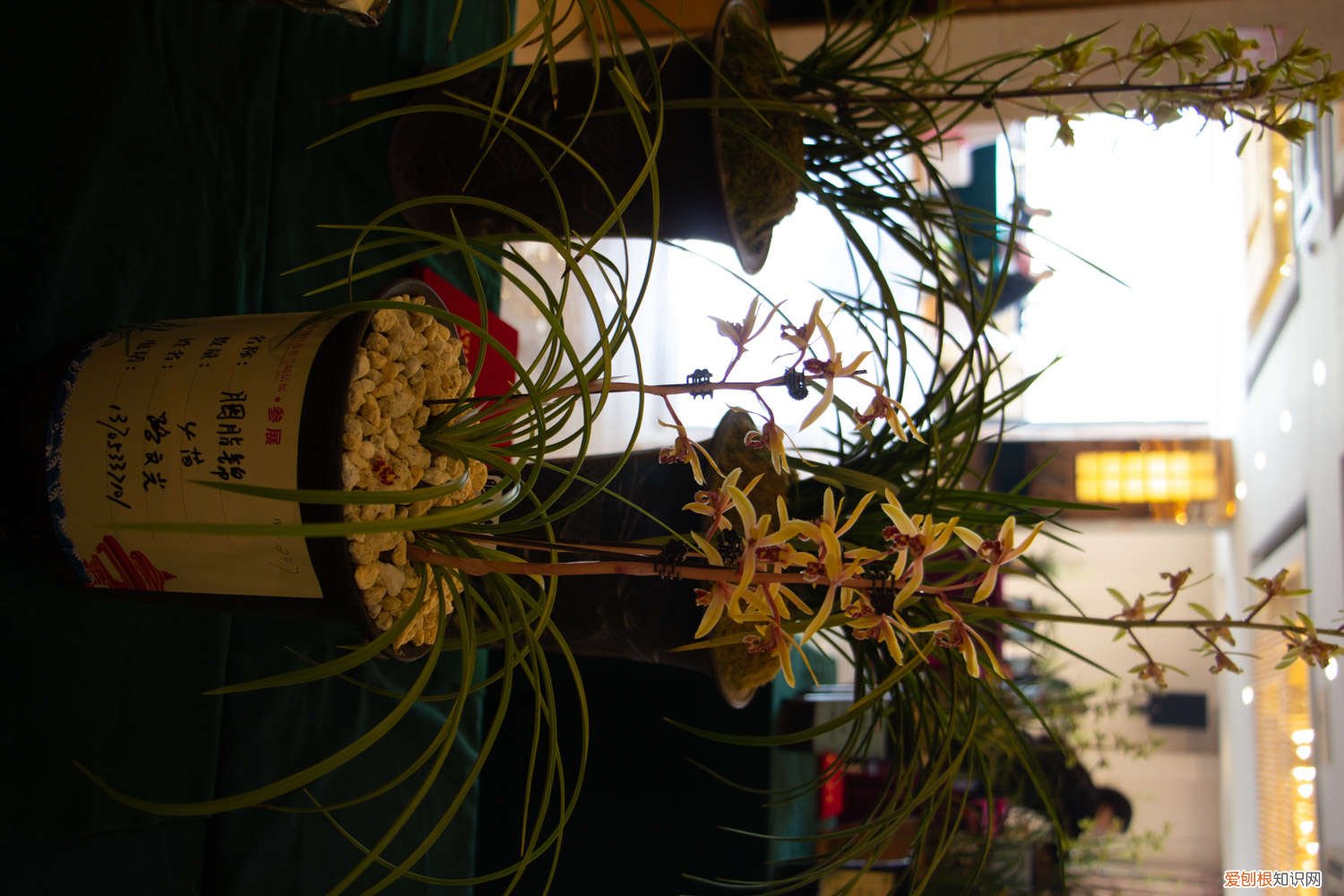 兰花叶子发黄怎么办用什么药 兰花叶子发黄怎么办