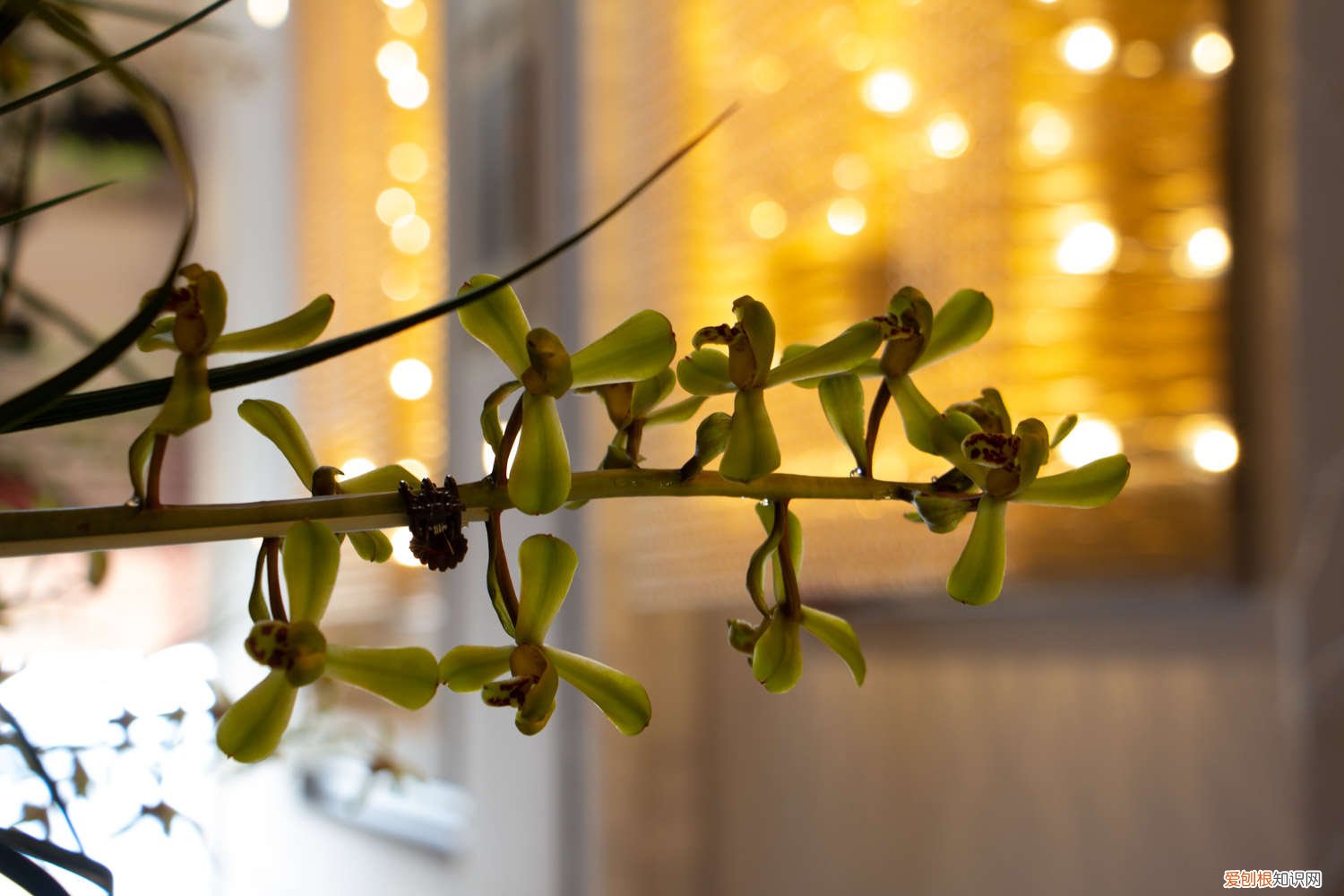 兰花叶子发黄怎么办用什么药 兰花叶子发黄怎么办