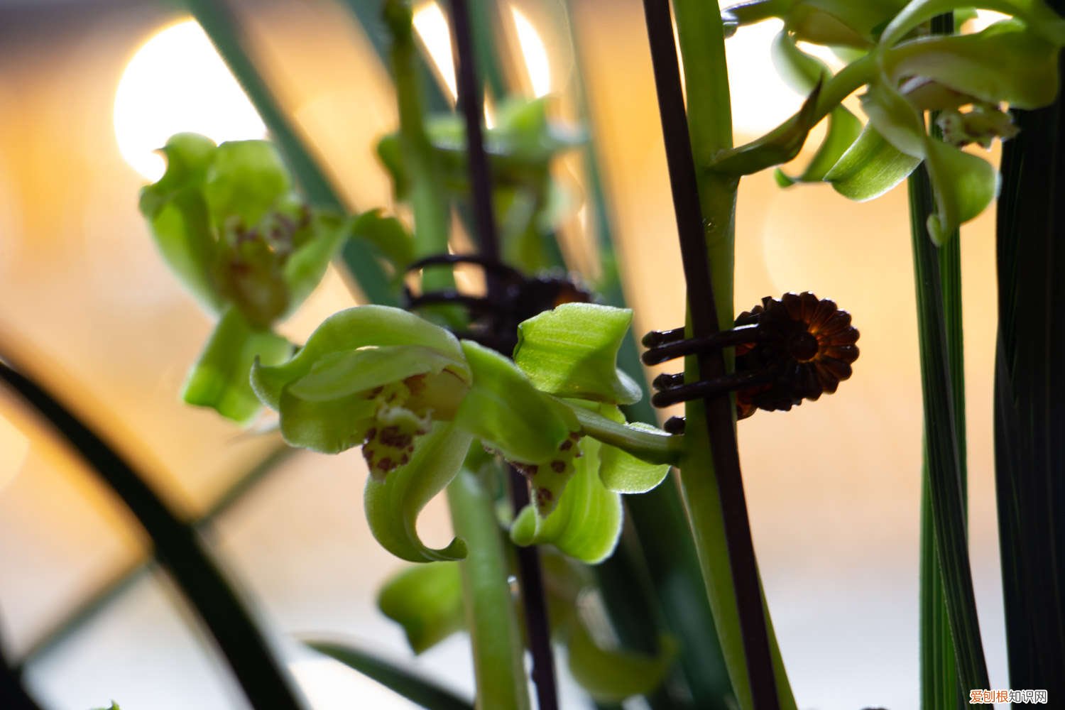 兰花叶子发黄怎么办用什么药 兰花叶子发黄怎么办
