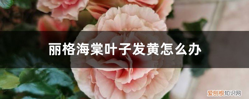 丽格海棠花叶子不绿发黄 丽格海棠叶子发黄怎么办