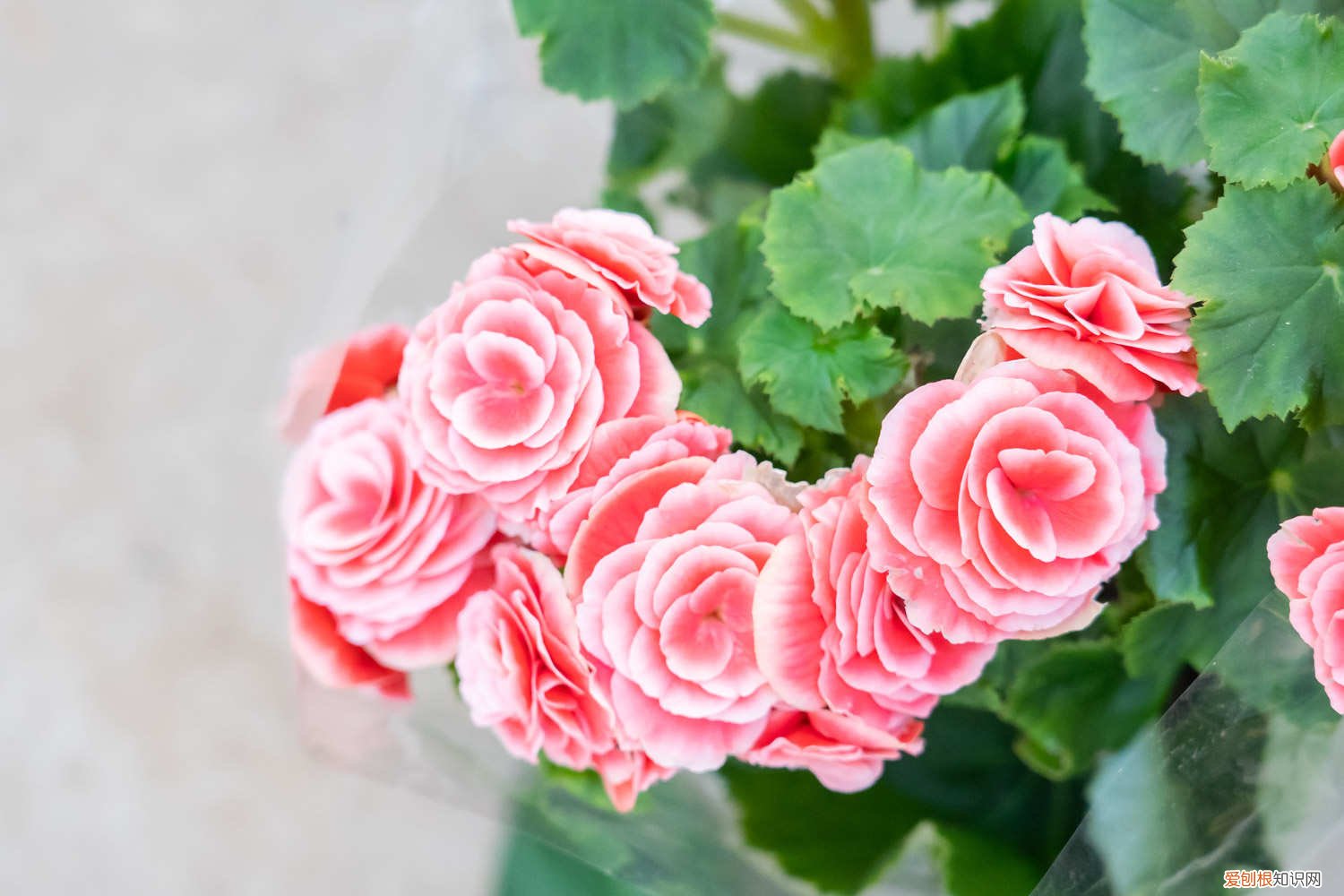 丽格海棠花叶子不绿发黄 丽格海棠叶子发黄怎么办