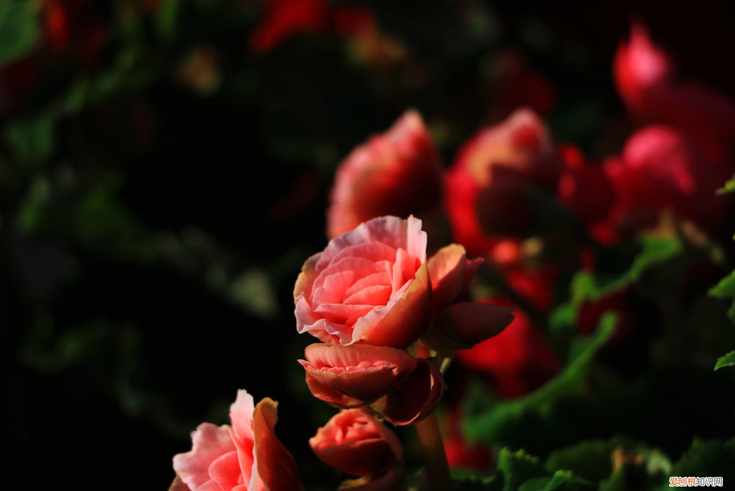 丽格海棠花叶子不绿发黄 丽格海棠叶子发黄怎么办