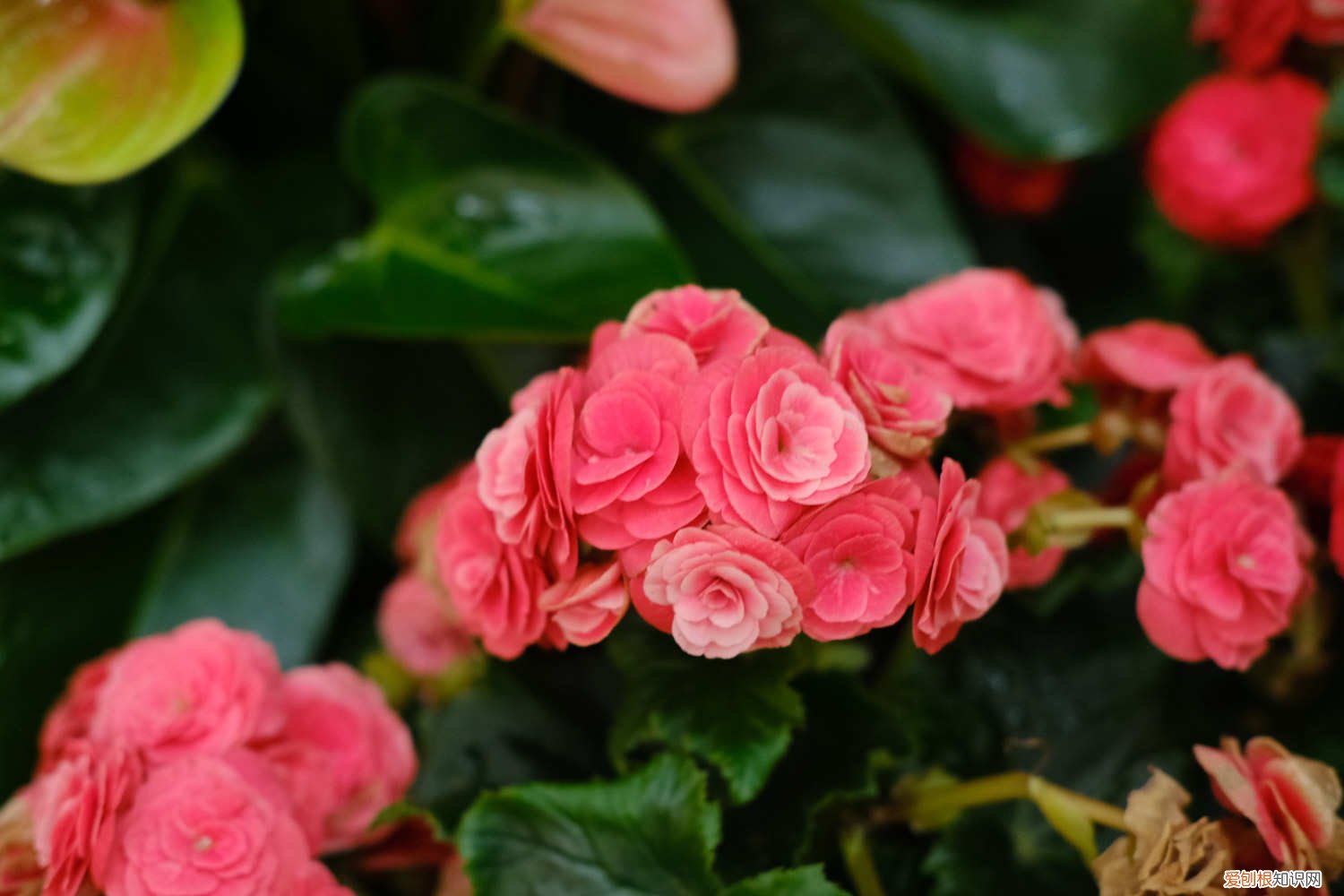 丽格海棠花叶子不绿发黄 丽格海棠叶子发黄怎么办