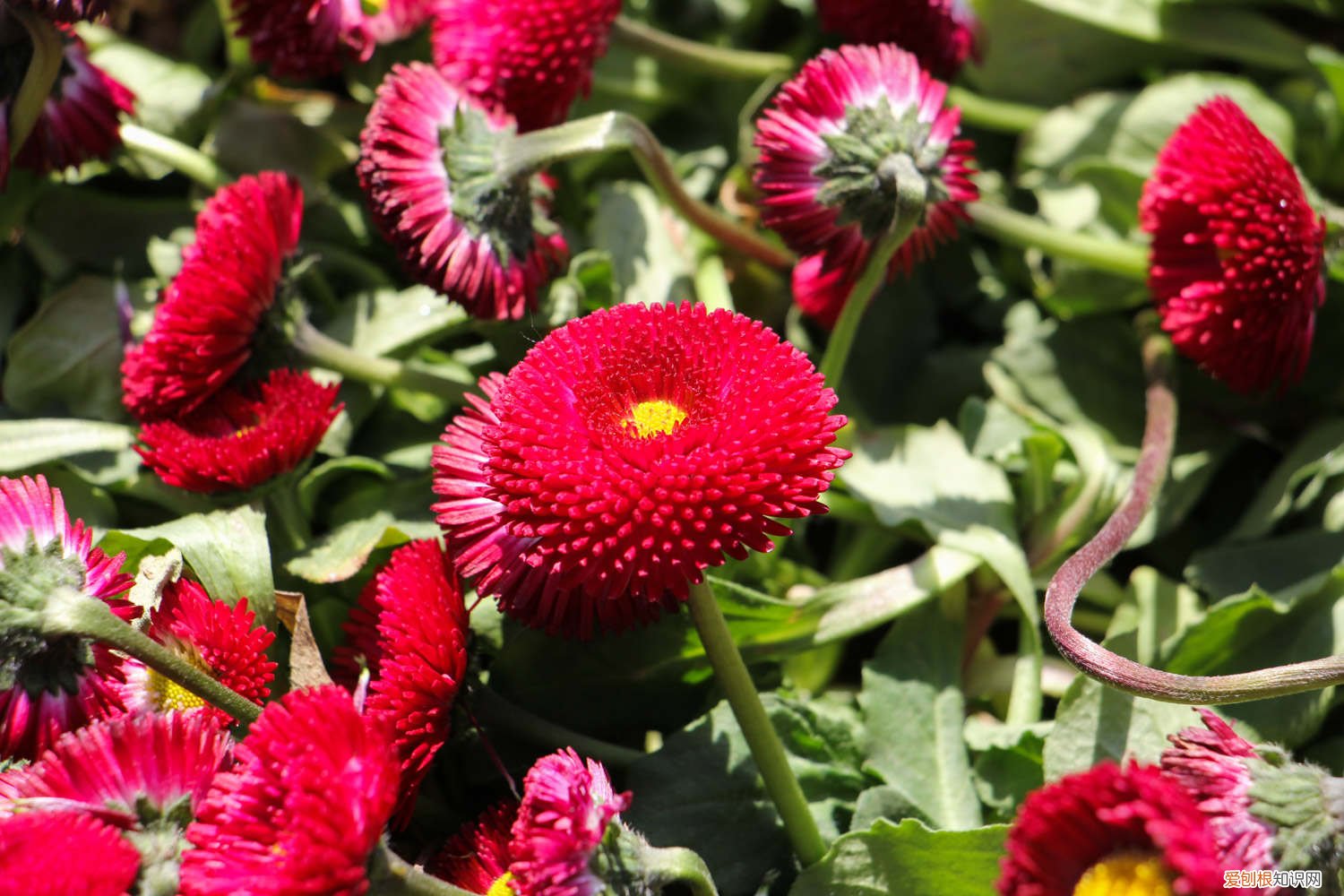 盆栽小雏菊蔫了怎么回事 雏菊叶子蔫了怎么办