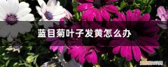 蓝目菊怎么养护 蓝目菊叶子发黄怎么办