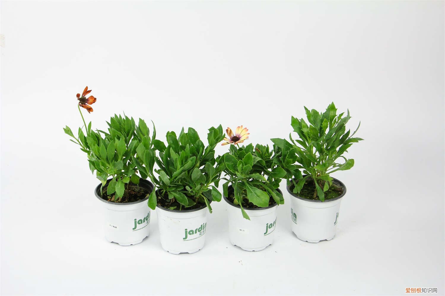 蓝目菊怎么养护 蓝目菊叶子发黄怎么办