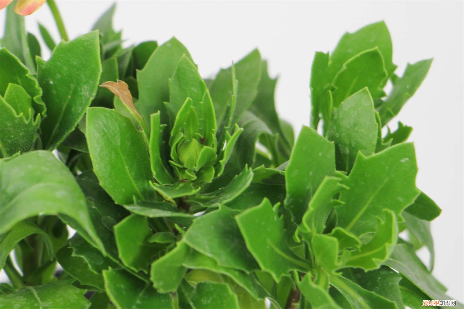 蓝目菊怎么养护 蓝目菊叶子发黄怎么办