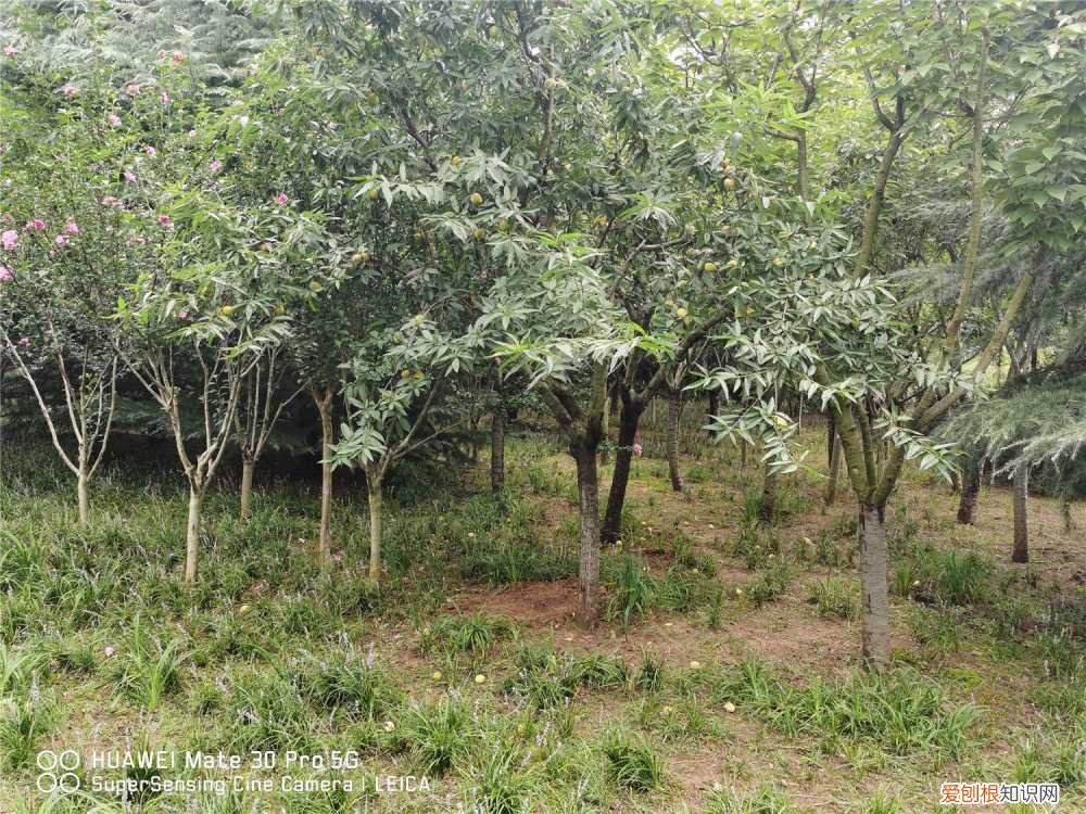 桃树叶子发黄怎么治疗 桃树叶子发黄怎么办