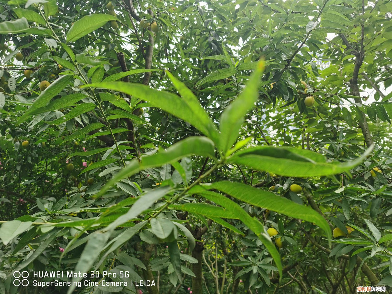 桃树叶子发黄怎么治疗 桃树叶子发黄怎么办