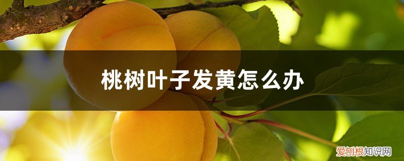 桃树叶子发黄怎么治疗 桃树叶子发黄怎么办