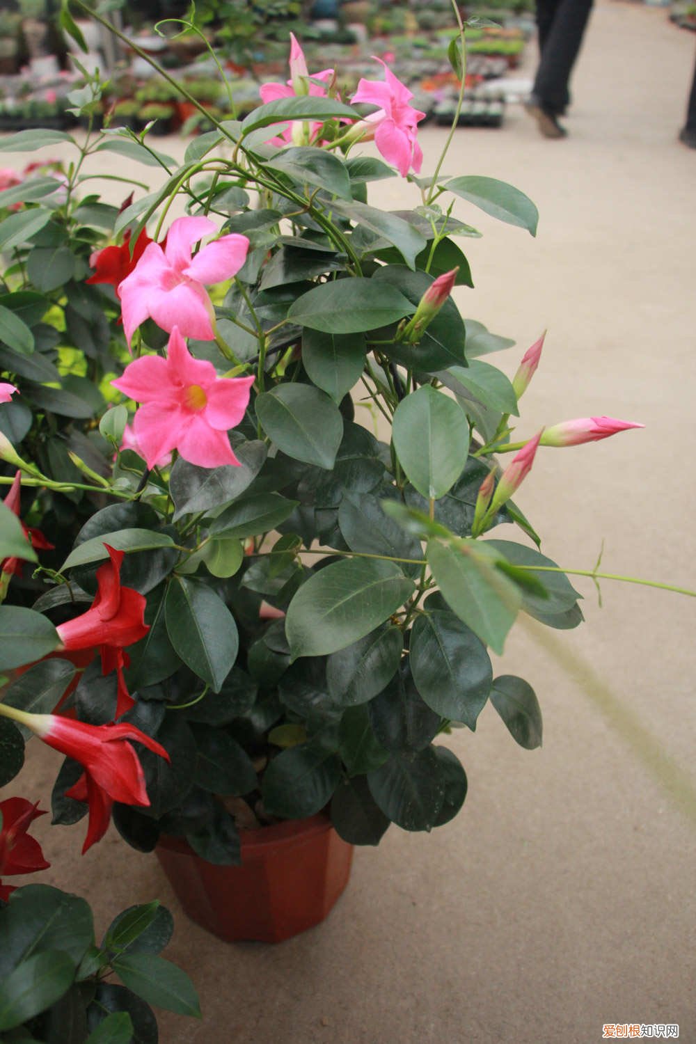 飘香藤叶子为什么发黄不开花 飘香藤叶子为什么发黄