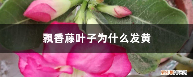 飘香藤叶子为什么发黄不开花 飘香藤叶子为什么发黄