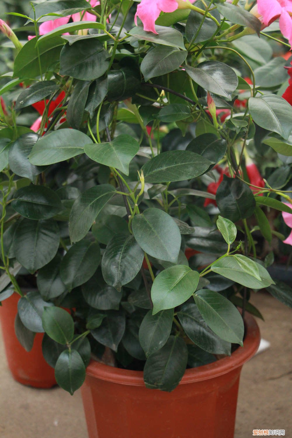 飘香藤叶子为什么发黄不开花 飘香藤叶子为什么发黄