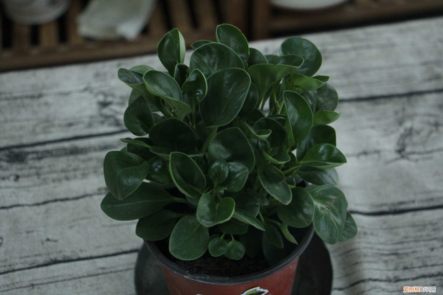 豆瓣绿怎样摘心 怎么让豆瓣绿爆盆,摘心摘哪里