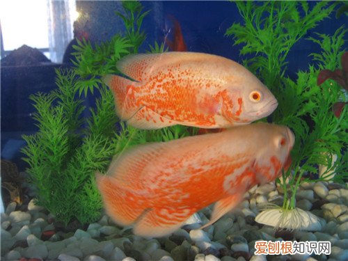 地图鱼能长多大 地图鱼要怎么养